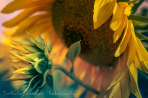 Nick Lennox sunflowers