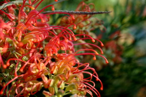 grevillea