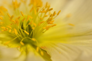 yellow stamens