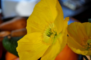 poppy in yellow