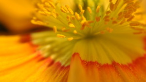 poppy stamens 1