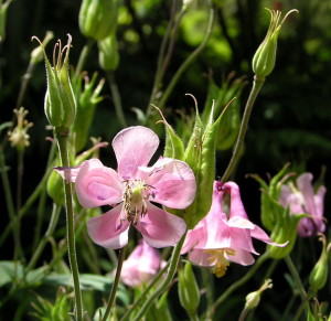 AA pink columbine