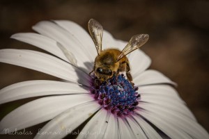 Nick bee in white flower
